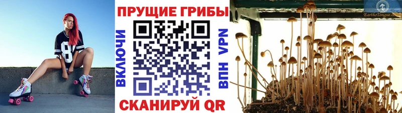 Псилоцибиновые грибы мицелий блэк спрут зеркало Балахна где найти